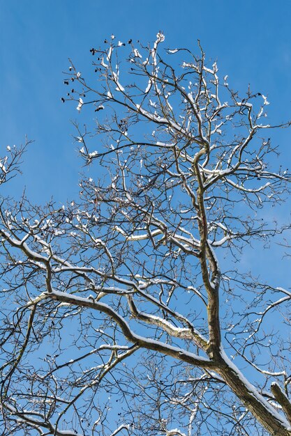 Vertical low angle of bare tree branches covered in frost under the sunlight and a blue sky
