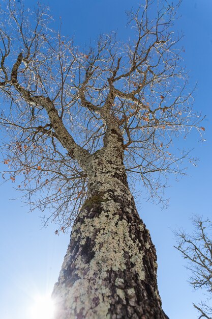 Istria, 크로아티아에서 하늘 아래 이끼로 덮여 큰 벌 거 벗은 나무의 수직 낮은 각도 샷