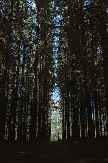 Vertical low angle shot of the breathtaking tall trees in a forest under the blue sky