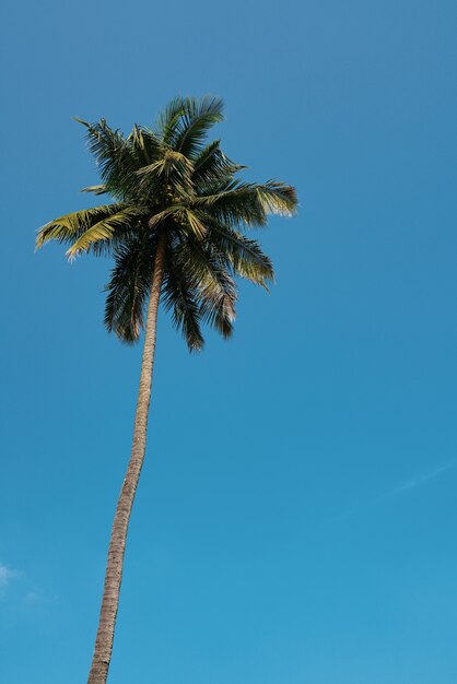 Вертикальный снимок кокосовой пальмы под низким углом на синем фоне