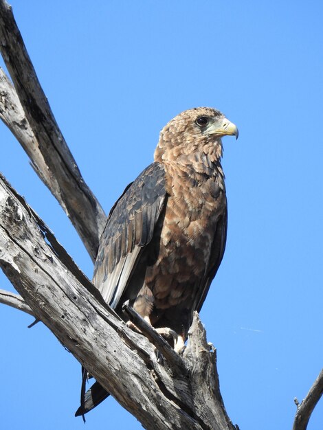 Vertical low angle shot of an eagle sitting on a branch under a blue sky