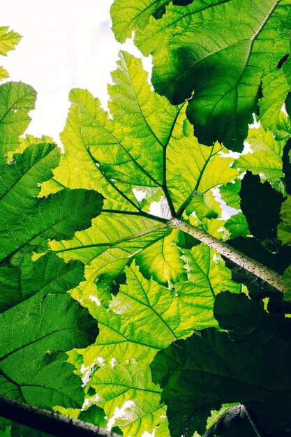 Вертикальный снимок зеленых листьев под тенью солнца под низким углом - отлично подходит для обоев