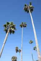 Free photo vertical low angle shot of many tall palms under the sky