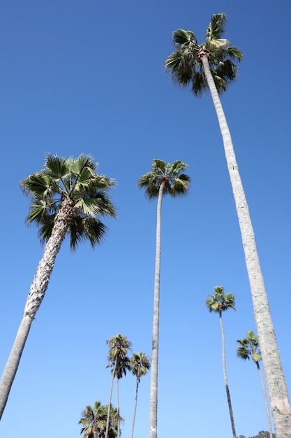 Vertical low angle shot of many tall palms under the sky