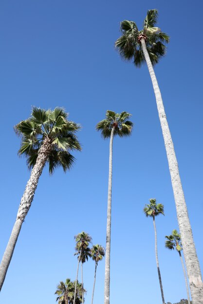Vertical low angle shot of many tall palms under the sky