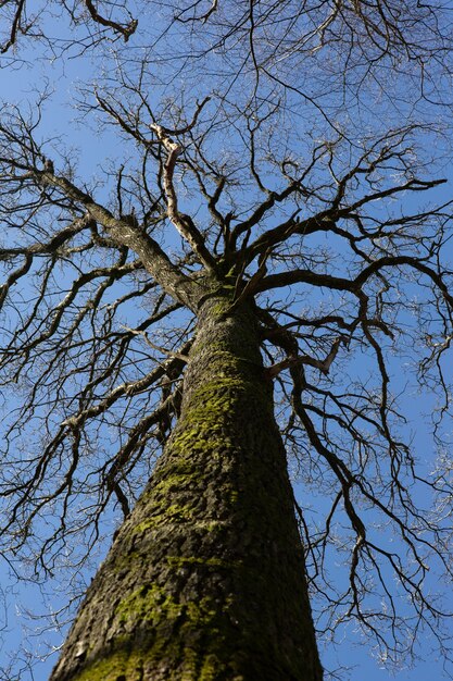 澄んだ青い空の下で苔で覆われた木の幹の垂直ローアングルショット