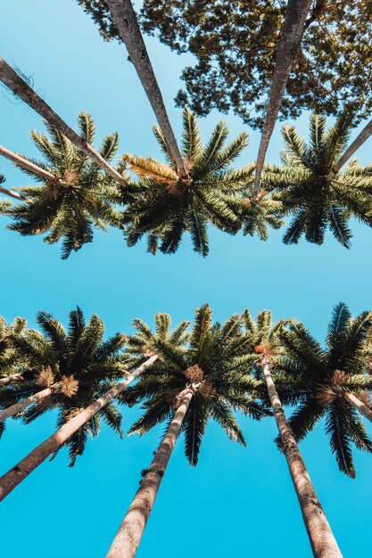 Vertical low angle shot of the palm trees in Rio Botanical Garden