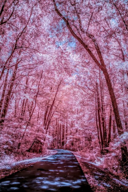 Vertical low angle shot of a road surrounded by beautiful tall trees shot in infrared