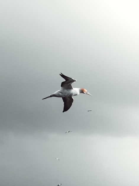 Vertical low angle shot of a seagull flying in the sky in the cloudy weather