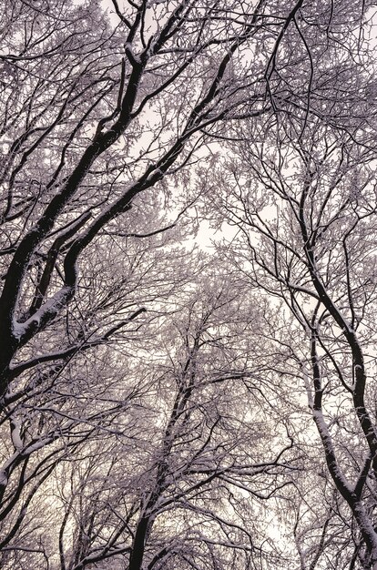 冬に雪で覆われた背の高い木の垂直ローアングルショット