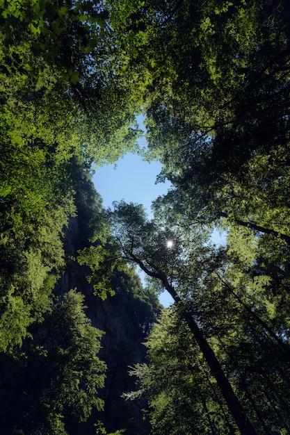 크로아티아의 Skrad 지방 자치 단체의 숲에서 키가 큰 나무의 수직 낮은 각도 샷