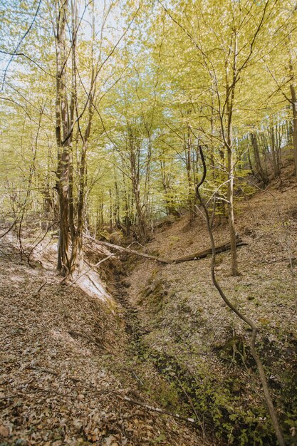 Vertical low angle shot of tall trees in the forest under the sunlight