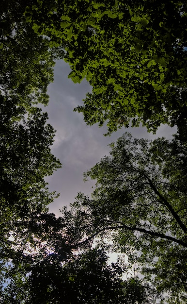 Foto gratuita colpo verticale di angolo basso degli alberi sotto il cielo nuvoloso