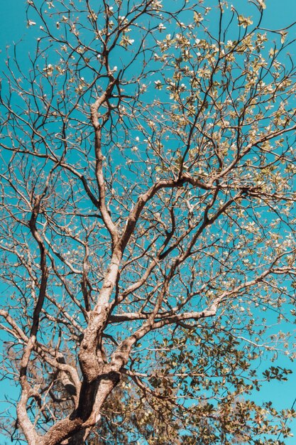 Вертикальный низкий угол обзора дерева, покрытого листьями, под солнечным светом и голубым небом