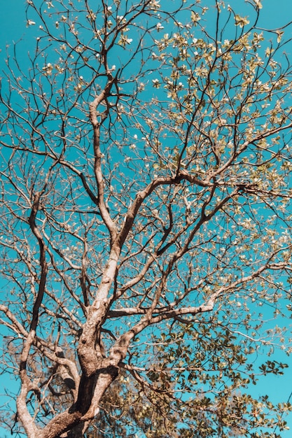 Vertical low angle view of a tree covered in leaves under the sunlight and a blue sky