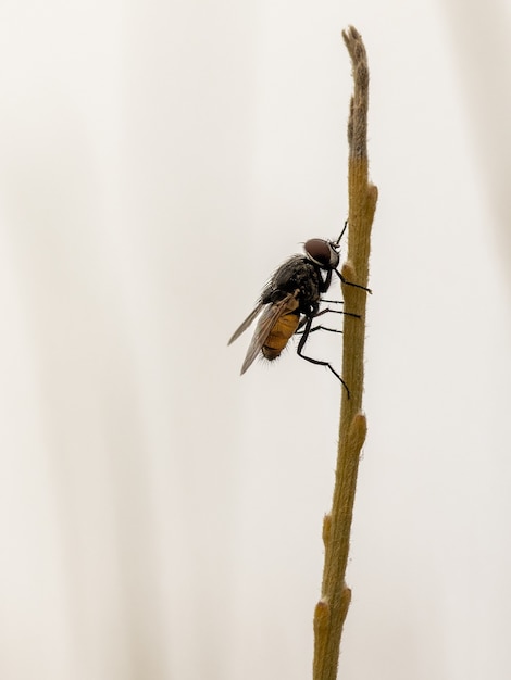 Vertical macro shot of a fly on a thin branch