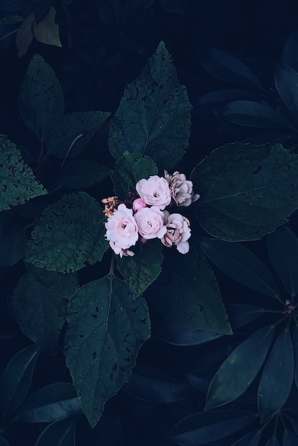 ピンクのベゴニアの花が咲くの垂直オーバーヘッドショット