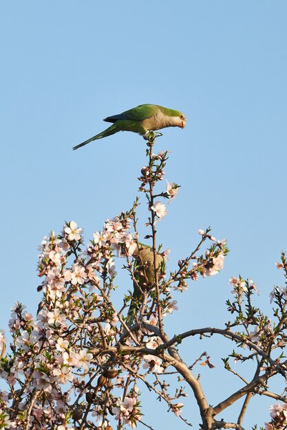 日光と青い空の下で花の咲く木にとまるインコの垂直