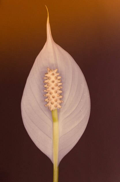 光に照らされたスパティフィラムの花の垂直