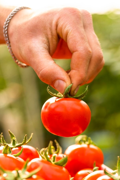 完熟トマトを持っている男性の手の垂直写真