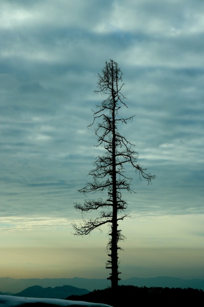 Foto gratuita foto verticale di albero