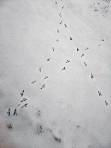 ライトの下で雪の上の鳥の足跡の垂直方向の画像