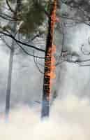 Foto gratuita immagine verticale di alberi in fiamme in una foresta coperta di fumo