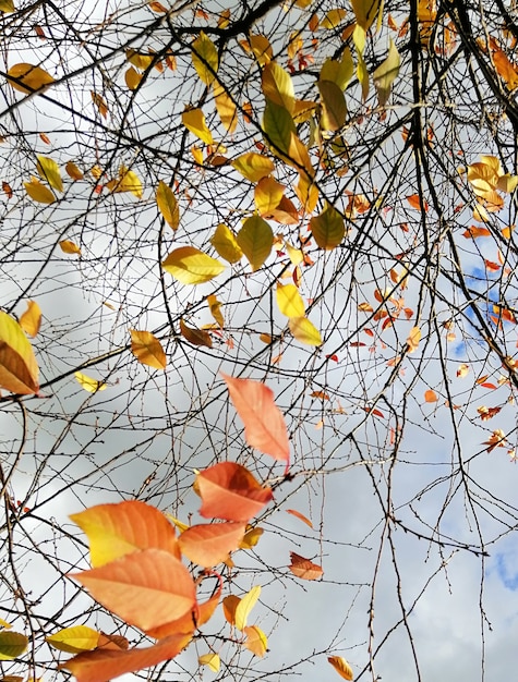 Vertical picture of colorful leaves on tree branches under a cloudy sky during the autumn in Poland