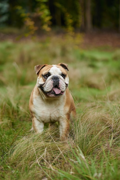 Free photo vertical picture of english bulldog in the field