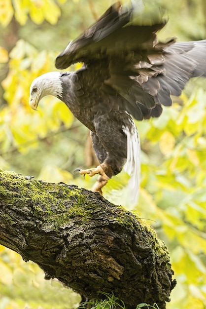 Vertical picture of a flying bald eagle surrounded by greenery under the sunlight