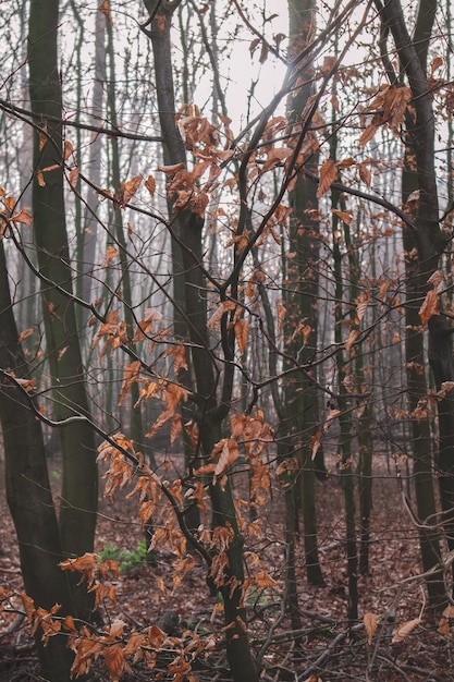 가을 동안 마른 나뭇잎과 나무로 덮인 숲의 세로 그림