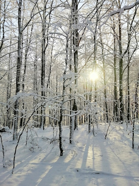 Immagine verticale di una foresta coperta di alberi e neve sotto la luce del sole a larvik in norvegia