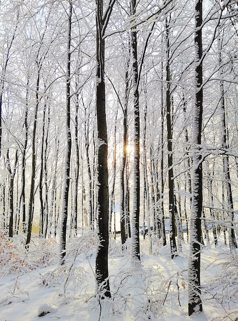 Vertical picture of a forest surrounded by trees covered in the snow under the sunlight in Norway