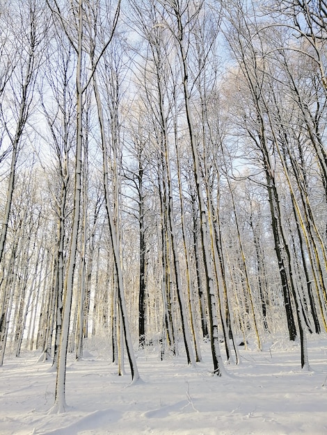 ノルウェーの日光の下で雪に覆われた木々に囲まれた森の垂直方向の写真