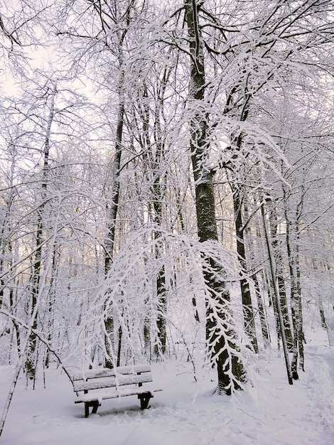 ノルウェーの日光の下で雪に覆われた木々に囲まれた森の垂直方向の写真