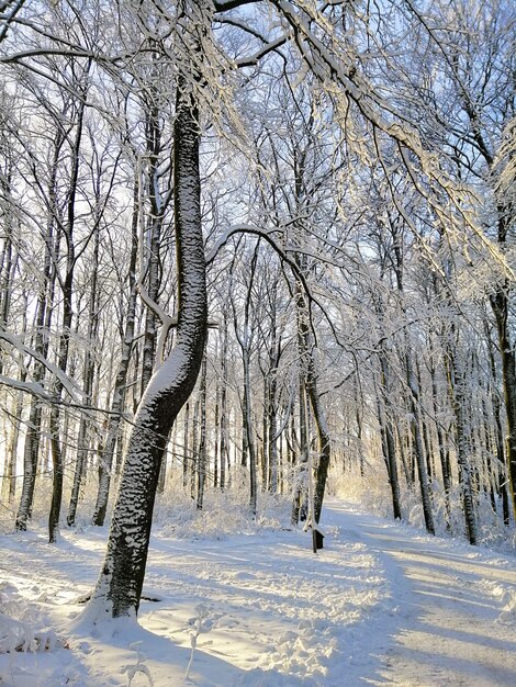 Vertical picture of a forest surrounded by trees and rocks covered in the snow under the sunlight