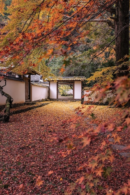 Vertical picture of a garden surrounded by a white building covered in colorful leaves in autumn
