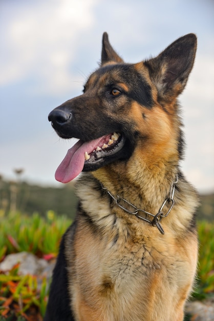 Free photo vertical picture of a german shepherd surrounded by greenery with a blurry background