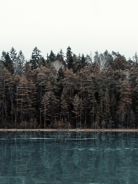 Foto gratuita immagine verticale di un lago circondato da una foresta con alberi che riflettono sull'acqua