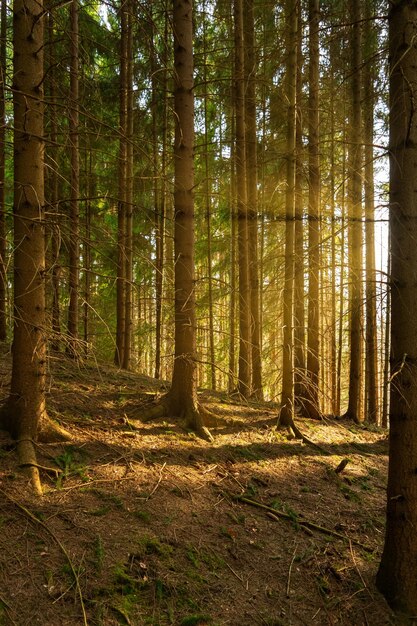 Вертикальное изображение выстроенных деревьев в лесу
