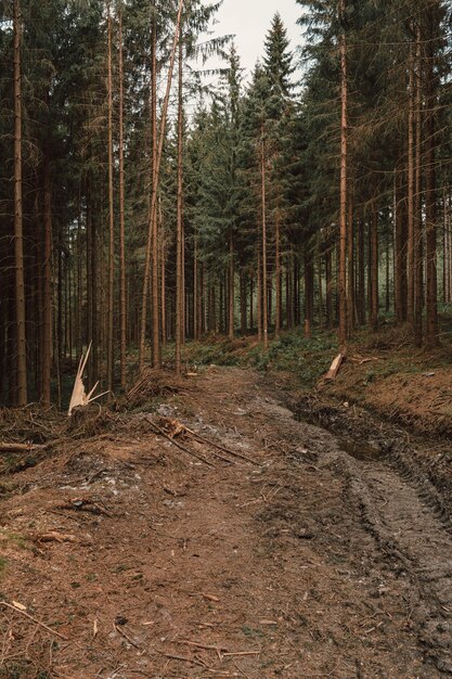 Vertical picture of pines in the forest