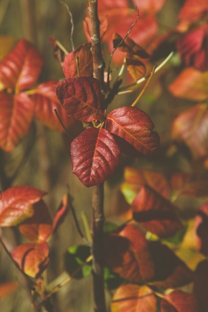 Вертикальная картина красных листьев в саду под солнечным светом