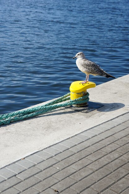 Free photo vertical picture of a silver gull standing near the sea under the sunlight