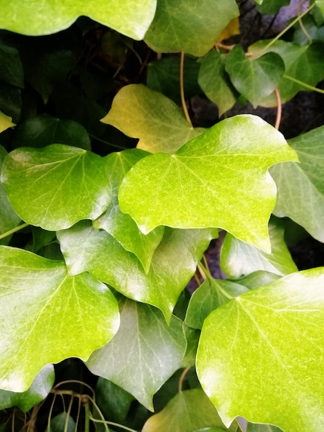 Free photo vertical picture of a tree leaves under the sunlight