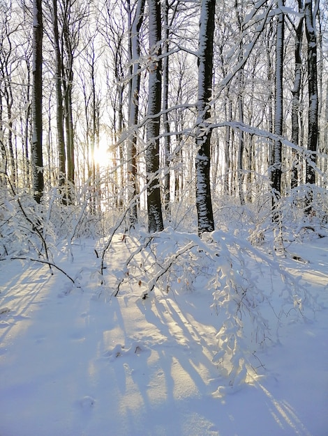노르웨이 Larvik의 햇빛 아래 숲에 눈이 덮여 나무의 세로 그림
