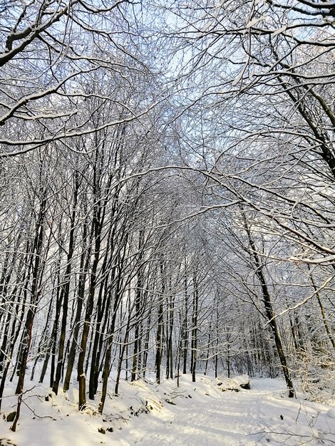 ノルウェーのラルヴィークの雪に覆われた森の木々の垂直方向の画像