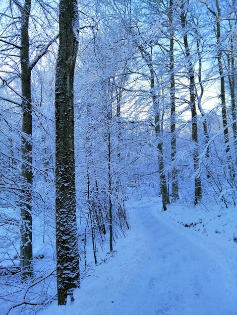 노르웨이 Larvik의 눈에 덮여 숲에서 나무의 세로 그림