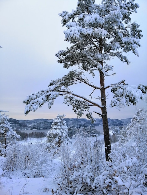 노르웨이의 Larvik에서 눈으로 덮여 숲에서 나무의 세로 그림