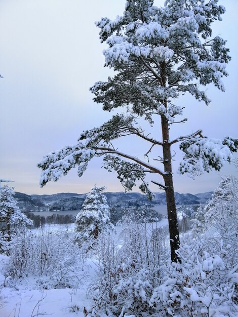 ノルウェーのラルヴィークの雪に覆われた森の木々の垂直方向の画像