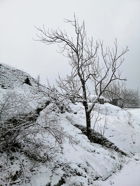 ノルウェーのラルヴィークの雪に覆われた森の木々の垂直方向の画像